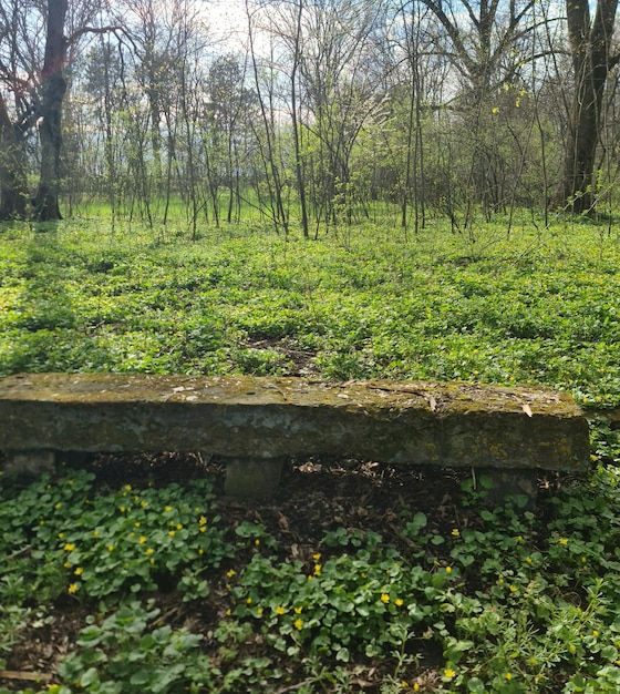 Un banco en el bosque con muchas plantas verdes a su alrededor.