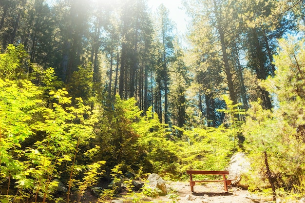 Banco en el bosque de verano. Parque Nacional de Troodos, Chipre