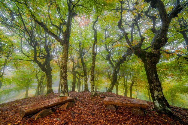 banco en el bosque