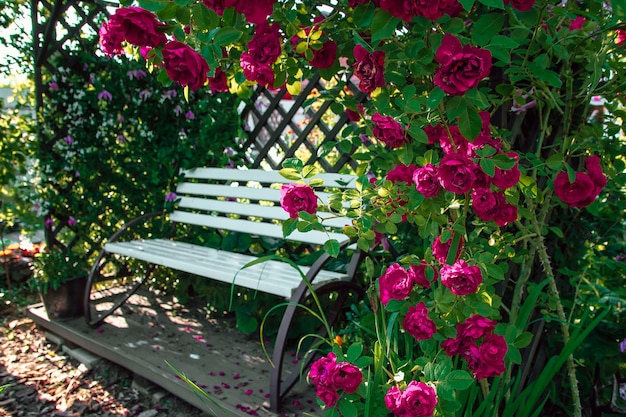 Banco branco em rosas no jardim de verão