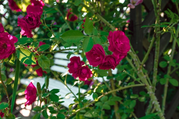 Banco branco em rosas no jardim de verão