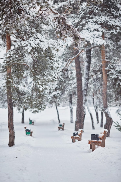 Banco coberto de neve em um parque