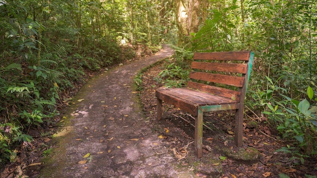 Banco de madeira em um caminho ao lado de uma trilha natural Vegetação exuberante com luz natural