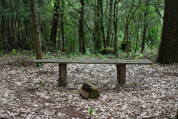 Banco de madeira no meio da floresta