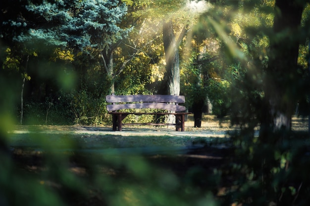 Banco de madeira vazio no parque de outono, os raios do sol abrem caminho por entre as copas das árvores. Calma