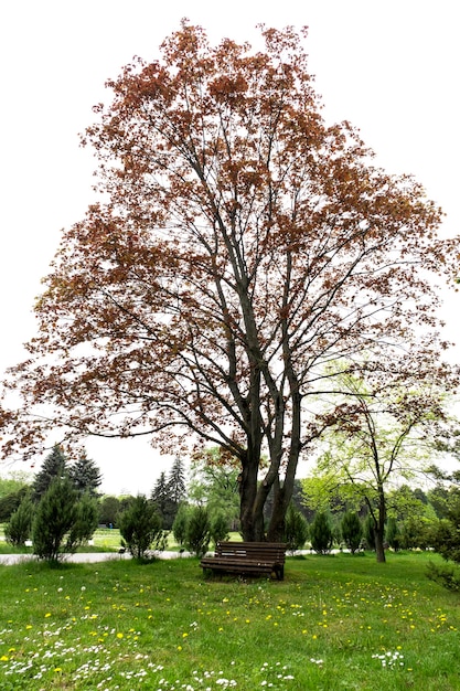 Banco de madeira velho vazio em uma parte sombreada de um jardim ou parque ao ar livre Banco vazio debaixo de uma árvore no parque um bom lugar para relaxar