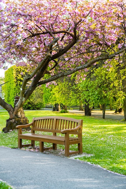 Banco de madeira verde no parque em dia ensolarado no outono primavera verão temporada Parque público Olivia