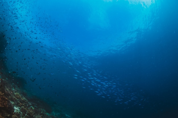 Banco de peixes no oceano