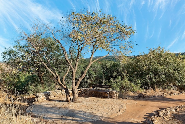 Banco debajo de un árbol contra el fondo de un hermoso cielo