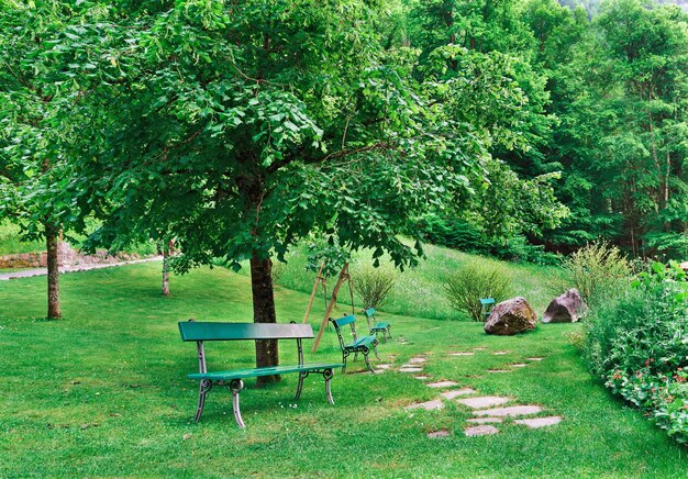 Banco debajo de un árbol en una hierba verde