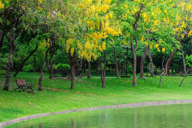 Banco debajo del árbol en parque público