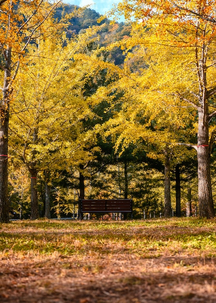 Banco de madera con árboles de ginkgo amarillo en bosque otoñal