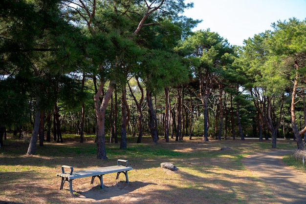 Banco de madera en los bancos del parque natural con patas de hierro forjado y asientos de madera para relajarse
