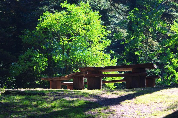 Banco de madera en el bosque.