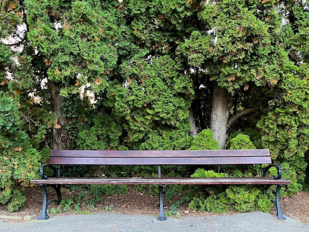 Un banco de madera se encuentra en el parque botánico.