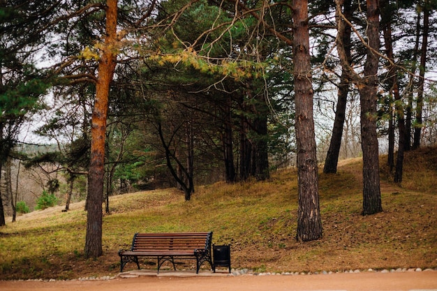 Un banco de madera se encuentra en el parque de la ciudad. Un lugar de descanso. Un banco vacío entre coníferas.