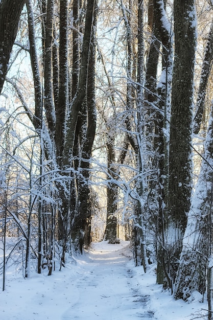 Banco de madera en invierno