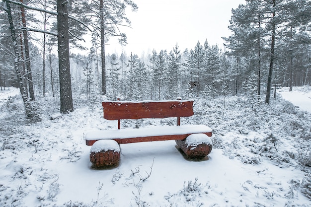 Banco de madera en el parque de invierno