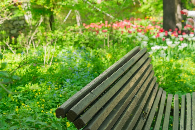 Banco de madera vacío en el parque florido en primavera