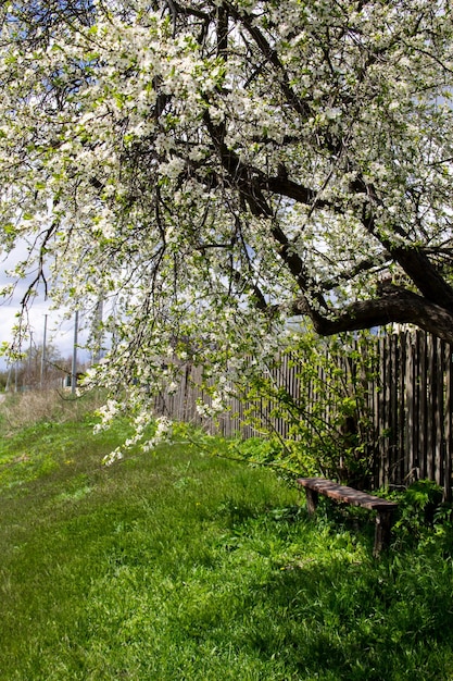 Banco de madera viejo debajo del árbol floreciente blanco