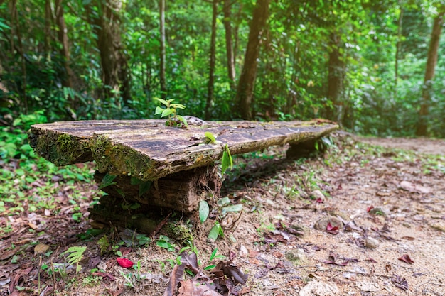 Banco na floresta. Um lugar onde você pode descansar no caminho para a cachoeira Chong Fa, na selva tropical. Tailândia, Ásia.