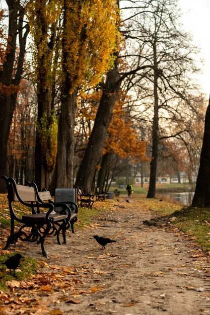 Foto banco no parque durante o outono