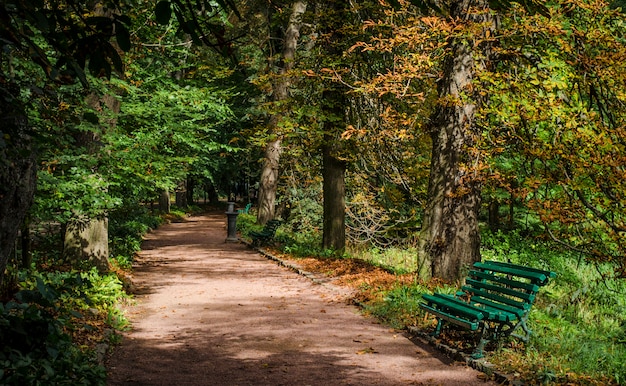 Banco no parque perto de uma árvore, um lugar romântico