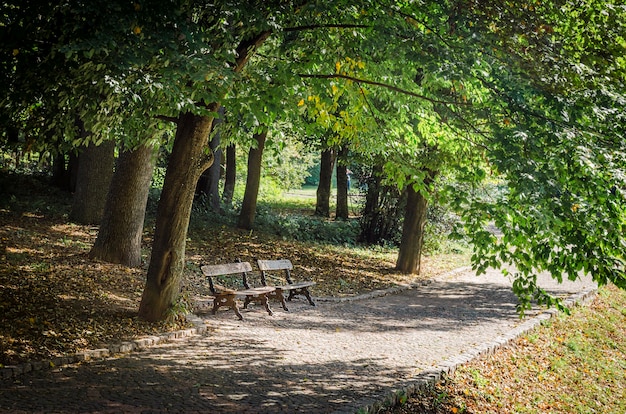 Banco no parque perto de uma árvore, um lugar romântico