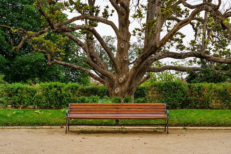 Banco para sentar em um parque público com uma grande árvore de magnólia na parte de trás