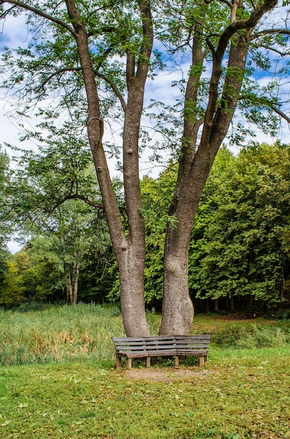 Banco en el parque cerca de un árbol, un lugar romántico.