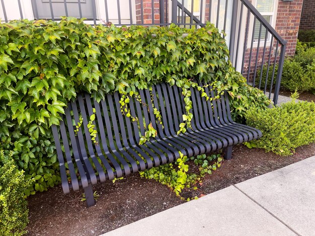 Un banco del parque cubierto de enredaderas