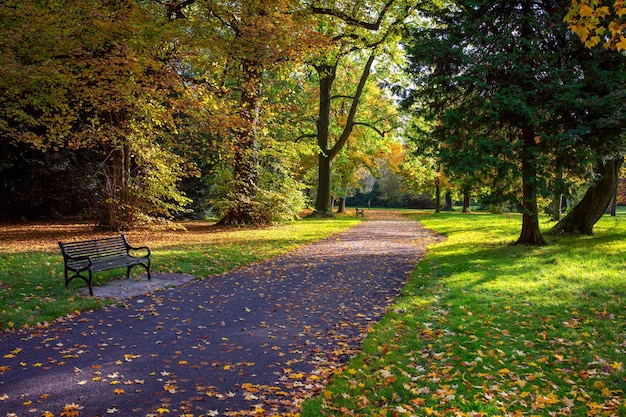 Foto banco en el parque durante el otoño