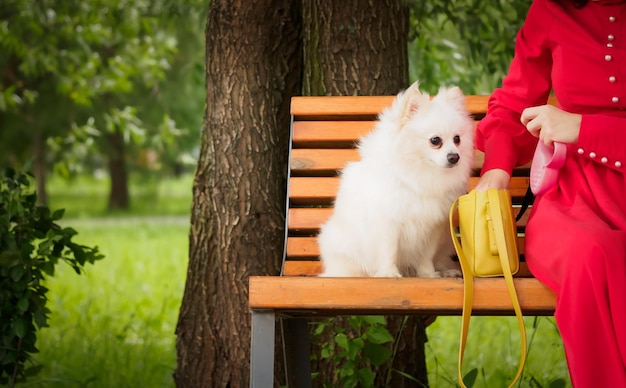 En un banco del parque se sienta un pequeño perro de Pomerania blanco junto a él es una bolsa de señora amarilla