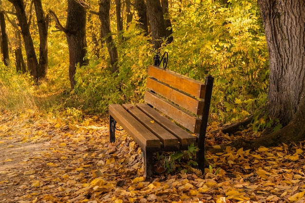 Banco en el parque en temporada de otoño.