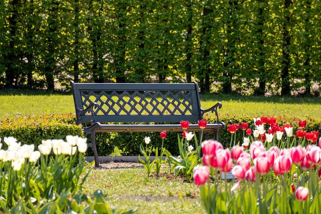 Un banco en un parque con tulipanes al fondo.