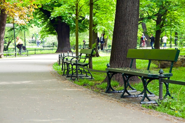 Banco en parque verde