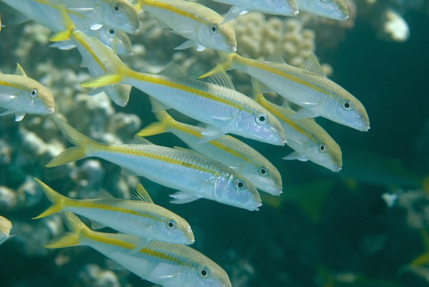 El banco de peces cabra de raya amarilla