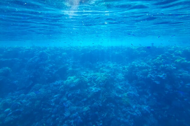 Banco de peces cerca de la superficie del agua en el mar rojo