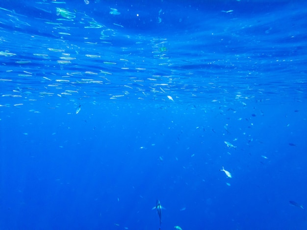 Banco de peces cerca de la superficie del mar rojo.