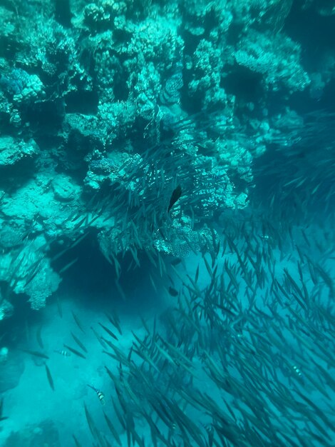 Un banco de peces está rodeado de corales y el agua es azul.