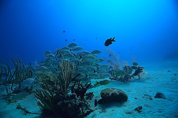 Banco de peces foto submarina, Golfo de México, Cancún, bio recursos pesqueros