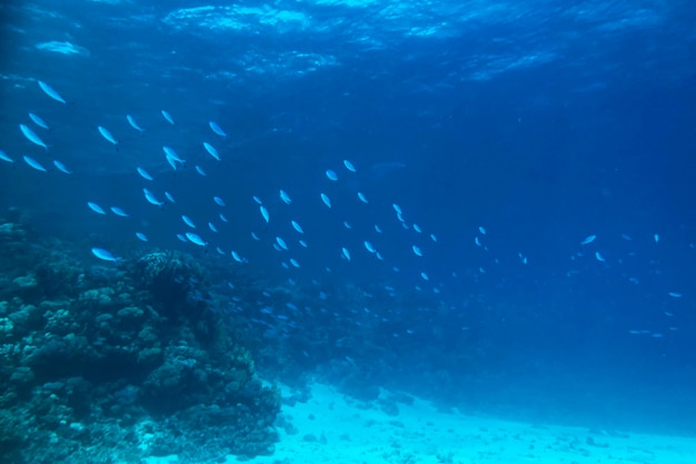 Un banco de peces en el Mar Rojo. Mundo submarino en Egipto