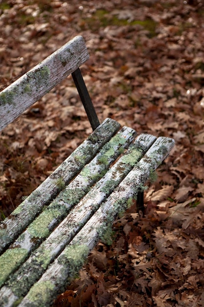 Banco resistido en el bosque para el otoño