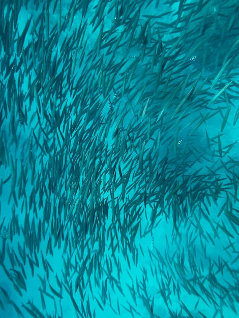 Un banco de sardinas está nadando en el océano.