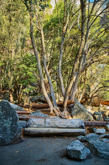 Banco simple junto a un grupo de árboles que crecen sobre rocas