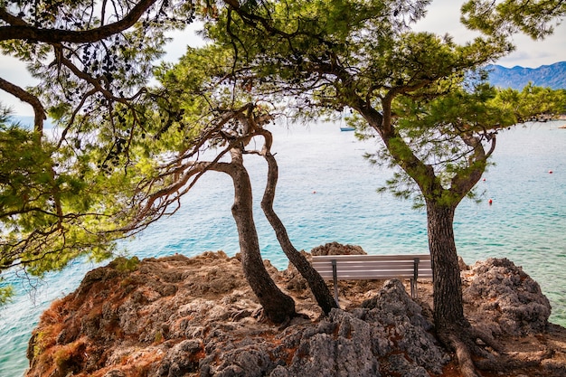 Banco solitário sob velhos pinheiros em Brela, Makarska Riviera, Croácia