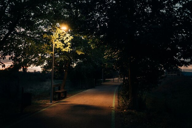 Foto un banco de tranquilidad en medio de los árboles iluminado por un suave poste de luz