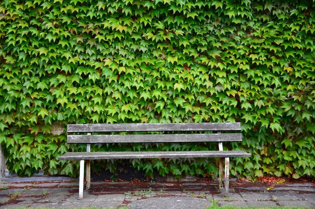 Un banco vacío contra la pared cubierto de plantas de hiedra