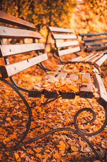 El banco vacío en el parque de otoño está cubierto de hojas secas rojas y amarillas. Concepto de otoño dorado. Lugar relajante para la reflexión y la contemplación.