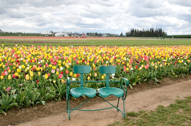 Banco verde en medio de un campo de tulipanes